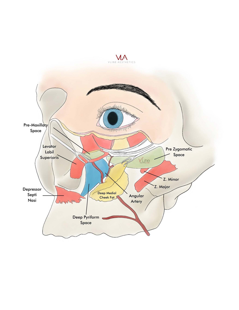 Anatomy book 1 - 04.11.2023_Page_05