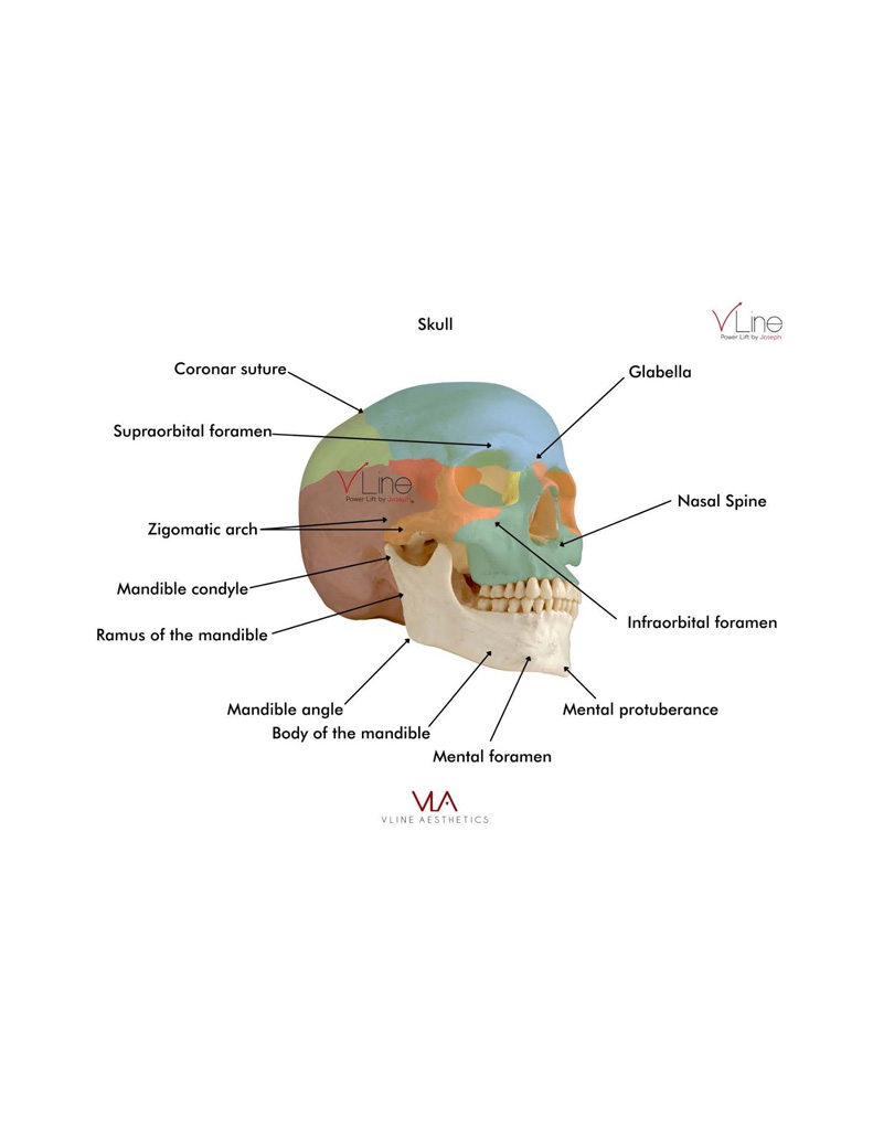Anatomy book 1 - 04.11.2023_Page_07