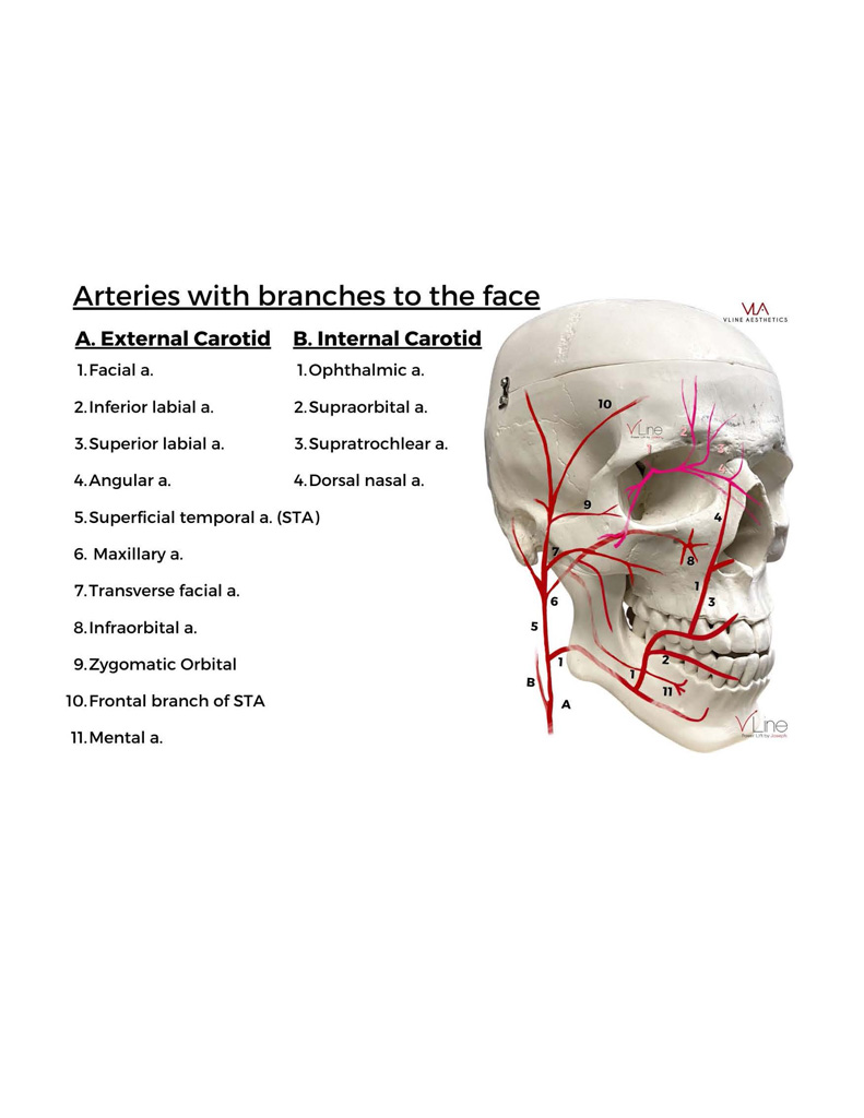 Anatomy book 1 - 04.11.2023_Page_28