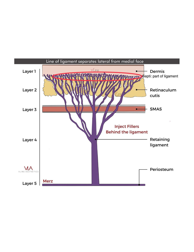 Anatomy book 1 - 04.11.2023_Page_37