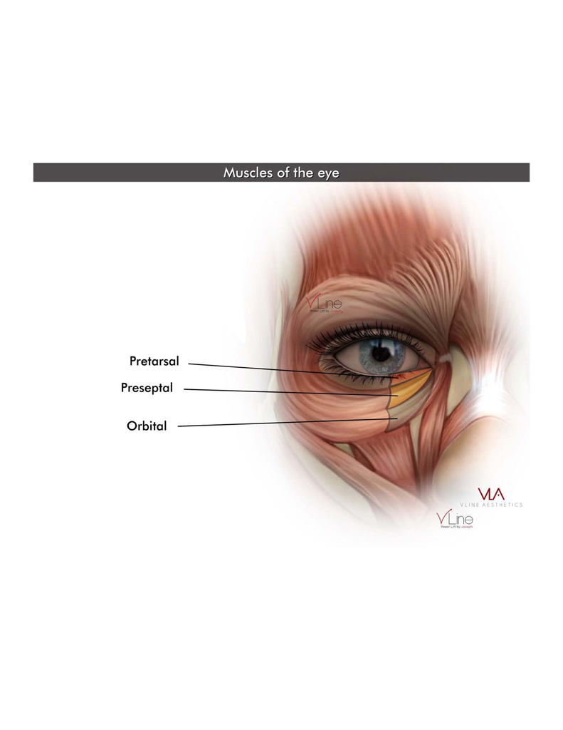 Anatomy book 1 - 04.11.2023_Page_41